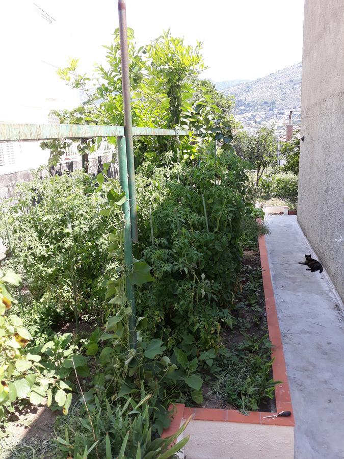 Studio Apartment Garden Dubrovnik Eksteriør bilde